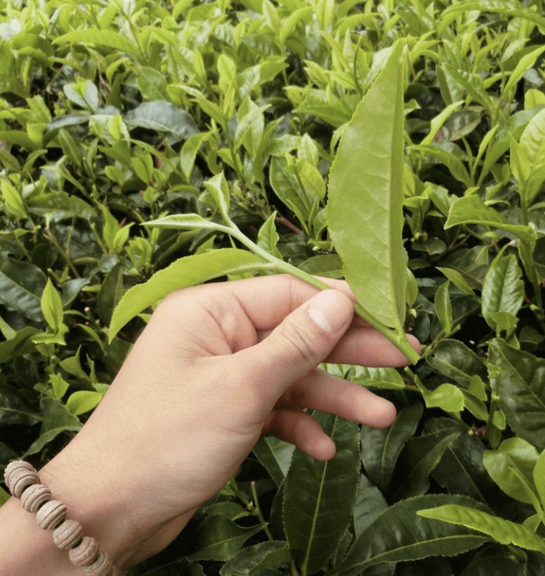 手摘みされる一番茶の茶葉